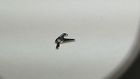443 87 Cartier Ebel Calibre Part Lever 90 - Setting 690 Genuine 187