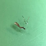 A. Schild As 1361N Cal. Yoke W/ Spring Original Watch Part T308. Fixed Price $17.95.