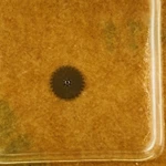 Genuine Eta 956.101 #260 Minute Wheel 31.041 New. Fixed Price $12.59.