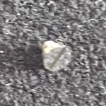 Omega Screw For Crown Wheel Core Caliber 865 Part Number 2344. Fixed Price $5.80.