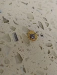 Seiko 6139B Chronograph Part 1902612 Minute Recording Wheel Used. Fixed Price $55.99.