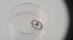 Valjoux 22 Escape Wheel Used For Watch Repair. Fixed Price $60.00.