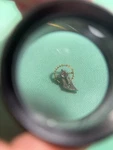 Longines Cal 19AS Balance Complete + Bridge Screw. Nos. Fixed Price $105.00.