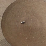Genuine Seiko 10C, 10B, 1004C, 1004D Barrel Arbor Watch Part 213101 Nos (C2D3). Fixed Price $13.49.