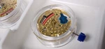 Eta 210.001 Quartz Movement (no Calendar) HT=2, Hour Wheel .71 New. Fixed Price $315.00.